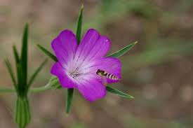 Image result for Kornrade