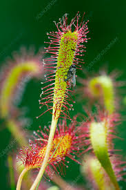 Attēlu rezultāti vaicājumam “Drosera anglica flower”