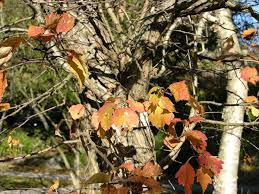 Attēlu rezultāti vaicājumam “Crataegus chlorosarca”