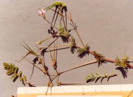 Attēlu rezultāti vaicājumam “Erodium cicutarium fruit”