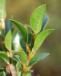 Attēlu rezultāti vaicājumam “Salix myrtilloides leaf”