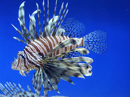 Image result for Pterois volitans
