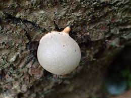 Attēlu rezultāti vaicājumam “Lycogala conicum”