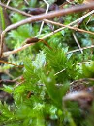 Attēlu rezultāti vaicājumam “Fissidens adianthoides”