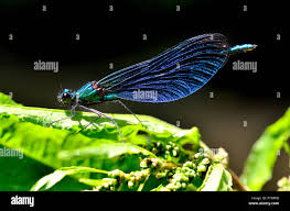 Attēlu rezultāti vaicājumam “Calopteryx virgo female”