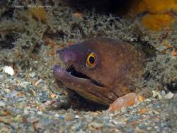 Image result for Gymnothorax vicinus