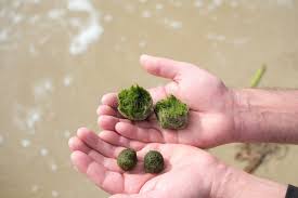 Imagini pentru Cladophora aegagropila