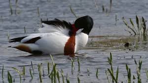 Attēlu rezultāti vaicājumam “Tadorna tadorna male”