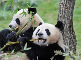 Résultat de recherche d'images pour "pandas"