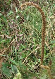 Attēlu rezultāti vaicājumam “Plantago major subsp. intermedia”