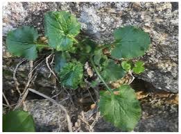 Attēlu rezultāti vaicājumam “Lapsana communis”