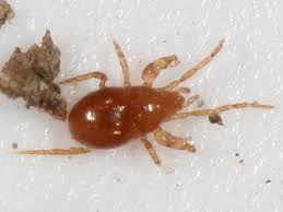 Attēlu rezultāti vaicājumam “Poecilochirus sp.”