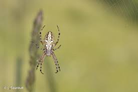 Attēlu rezultāti vaicājumam “Aculepeira ceropegia”