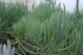 Attēlu rezultāti vaicājumam “Senecio”