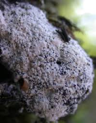 Attēlu rezultāti vaicājumam “Fuligo leviderma macro”