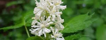 Image result for Christophskraut