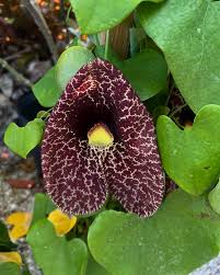 Attēlu rezultāti vaicājumam “Aristolochia durior flower”