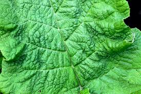Attēlu rezultāti vaicājumam “Arctium lappa leaf”