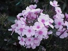 Image result for Phlox paniculata `Bright Eyes`
