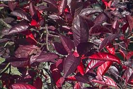 Attēlu rezultāti vaicājumam “Prunus cerasifera”