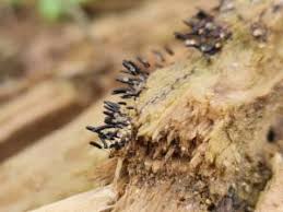 Attēlu rezultāti vaicājumam “Stemonitopsis amoena”