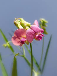 Attēlu rezultāti vaicājumam “Lathyrus sylvestris”