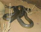 Fierce Snake (Oxyuranus microlepidotus)