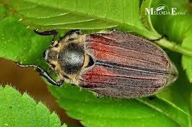 Attēlu rezultāti vaicājumam “Melolontha hippocastani”