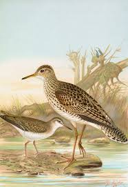 Image result for Bartramia longicauda