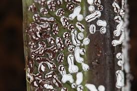 Attēlu rezultāti vaicājumam “Didymium difforme”