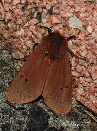 Attēlu rezultāti vaicājumam “Phragmatobia fuliginosa imago”