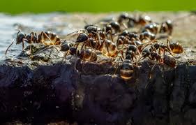 Attēlu rezultāti vaicājumam “Lasius fuliginosus”