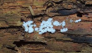 Attēlu rezultāti vaicājumam “Clastodermataceae”