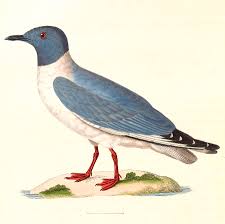 Image result for Chroicocephalus philadelphia