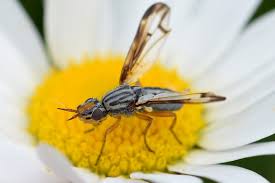 Attēlu rezultāti vaicājumam “Tetanops myopina”