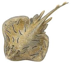 Image result for Raja undulata