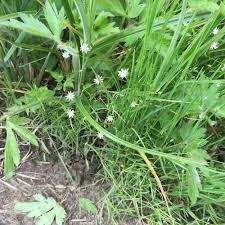 Attēlu rezultāti vaicājumam “Stellaria longifolia leaf”