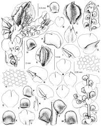 Attēlu rezultāti vaicājumam “Frullania fragilifolia”