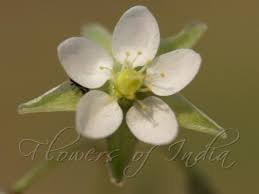 Attēlu rezultāti vaicājumam “Spergula arvensis”