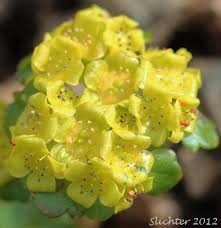 Attēlu rezultāti vaicājumam “Chrysosplenium alternifolium flower”
