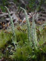 Attēlu rezultāti vaicājumam “Cladonia coniocraea”