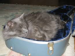 Image result for Cat sleeping in guitar