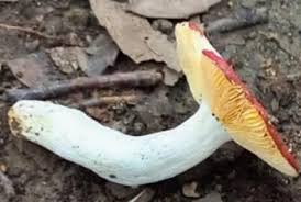 Attēlu rezultāti vaicājumam “Russulales”