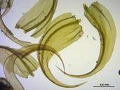 Attēlu rezultāti vaicājumam “Palustriella falcata”