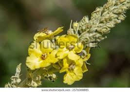 Image result for Verbascum phlomoides