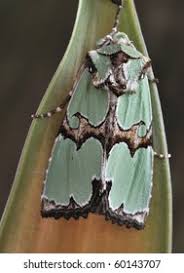 Attēlu rezultāti vaicājumam “Staurophora celsia”