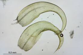 Attēlu rezultāti vaicājumam “Scorpidium cossonii”