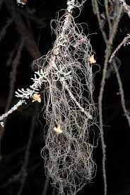 Attēlu rezultāti vaicājumam “Bryoria capillaris”