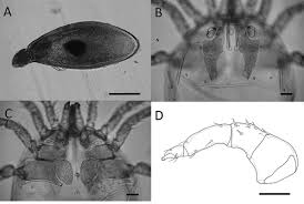 Attēlu rezultāti vaicājumam “Hydrachna”
