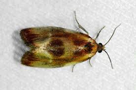 Attēlu rezultāti vaicājumam “Eulia ministrana”